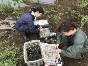 今年も来た ソラマメの種まき 農業法人合同会社 吉岡の里